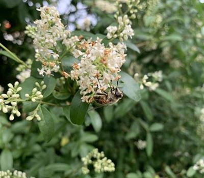 Ligustrum vulgare 'Atrovirens'