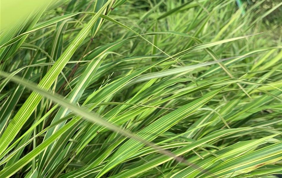 Hakonechloa macra 'Albovariegata' Hakonechloa macra 'Albovariegata'