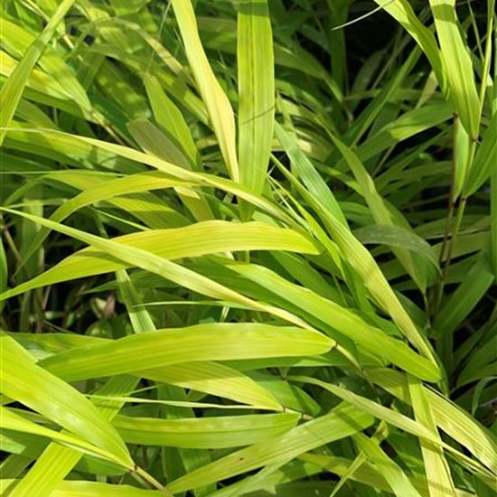 Hakonechloa macra 'All Gold' Hakonechloa macra 'All Gold'