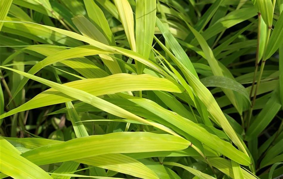 Hakonechloa macra 'All Gold' Hakonechloa macra 'All Gold'