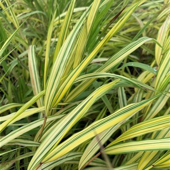 Hakonechloa macra 'Aureola' Hakonechloa macra 'Aureola'