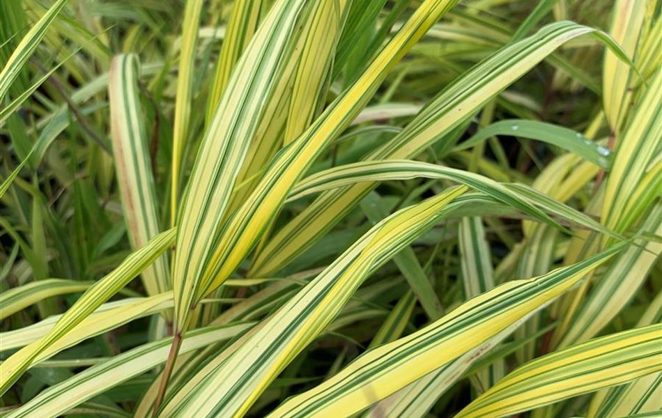 Hakonechloa macra 'Aureola' Hakonechloa macra 'Aureola'