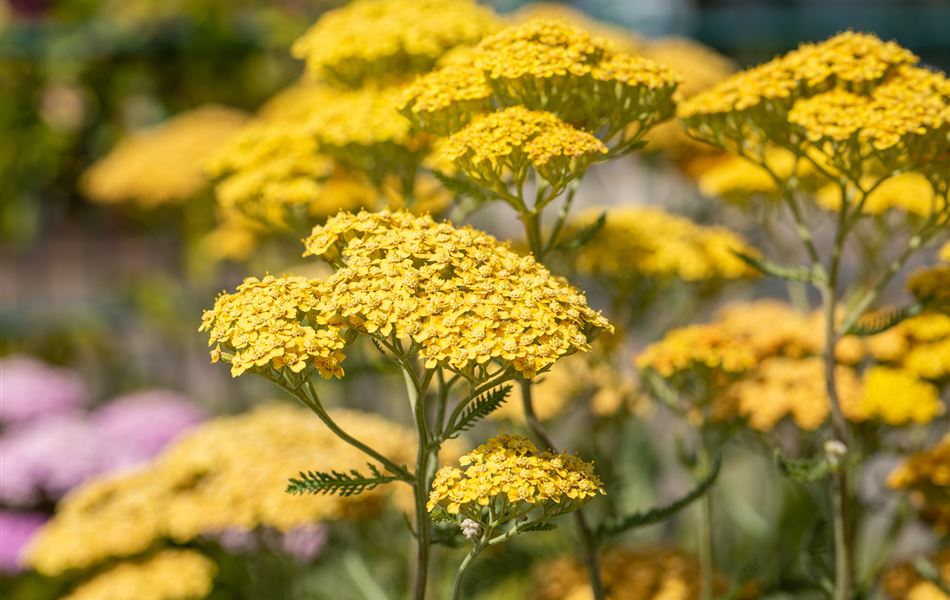 Achillea millefolium 'Terracotta'