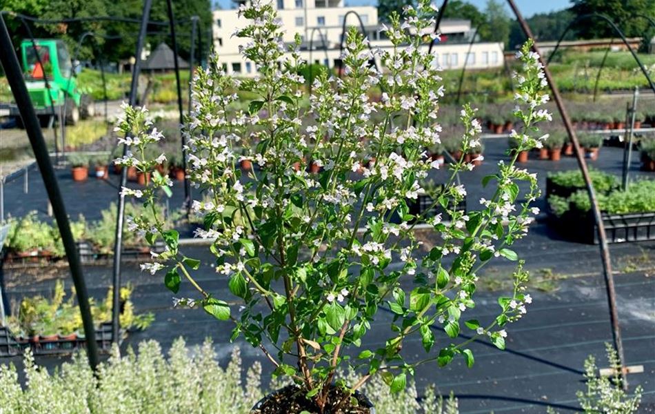 Calamintha nepeta subsp. nepeta