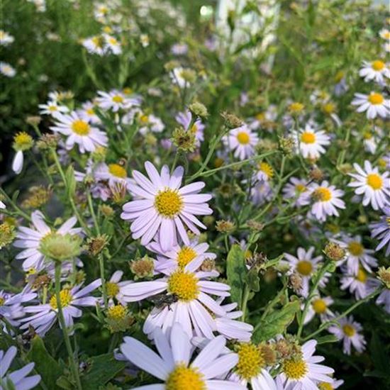 Kalimeris incisa 'Blue Star'