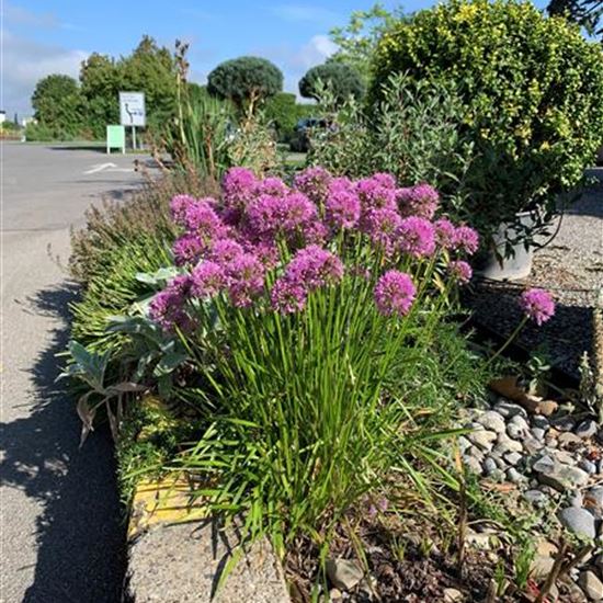 Allium senescens 'Millenium'