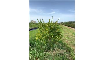 Gartenpflanzen Daepp Gartenpflanzen Daepp