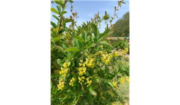 Gartenpflanzen Daepp Gartenpflanzen Daepp