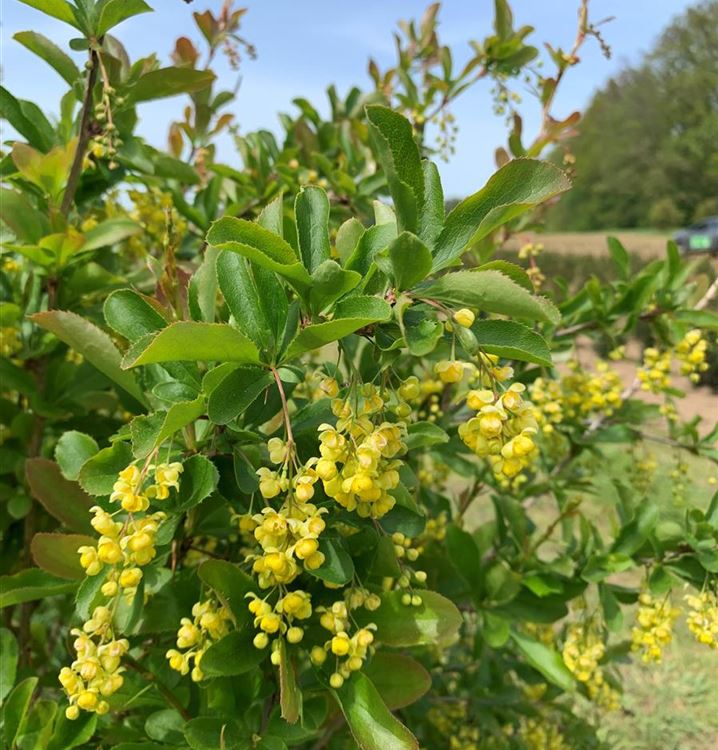 Berberitze Berberitze