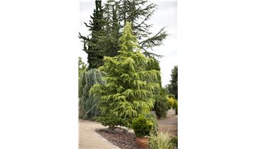 Gartenpflanzen Daepp