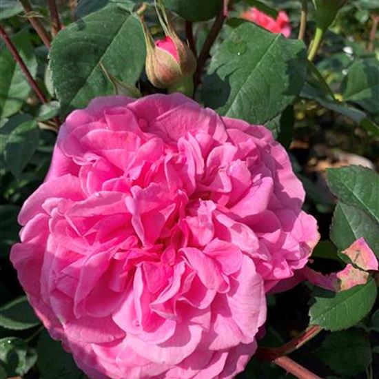 Rosa (Englische Rose) 'Gertrude Jekyll' Rosa (Englische Rose) 'Gertrude Jekyll'