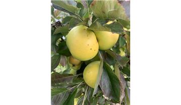 Gartenpflanzen Daepp