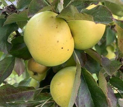 Malus domestica 'Moonlight'