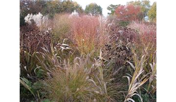 Gartenpflanzen Daepp