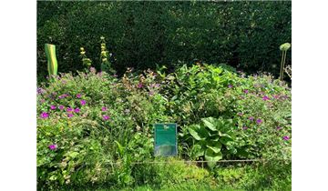 Gartenpflanzen Daepp