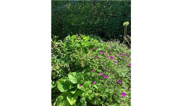 Gartenpflanzen Daepp