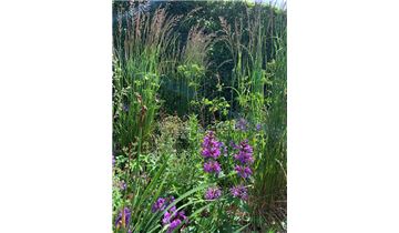 Gartenpflanzen Daepp