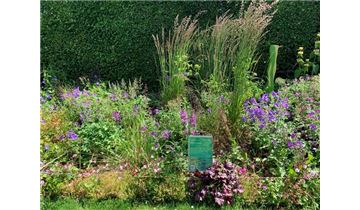 Gartenpflanzen Daepp