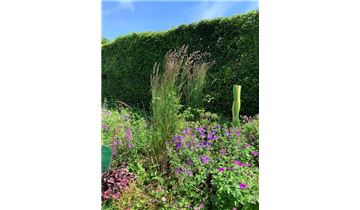 Gartenpflanzen Daepp