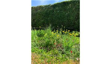 Gartenpflanzen Daepp