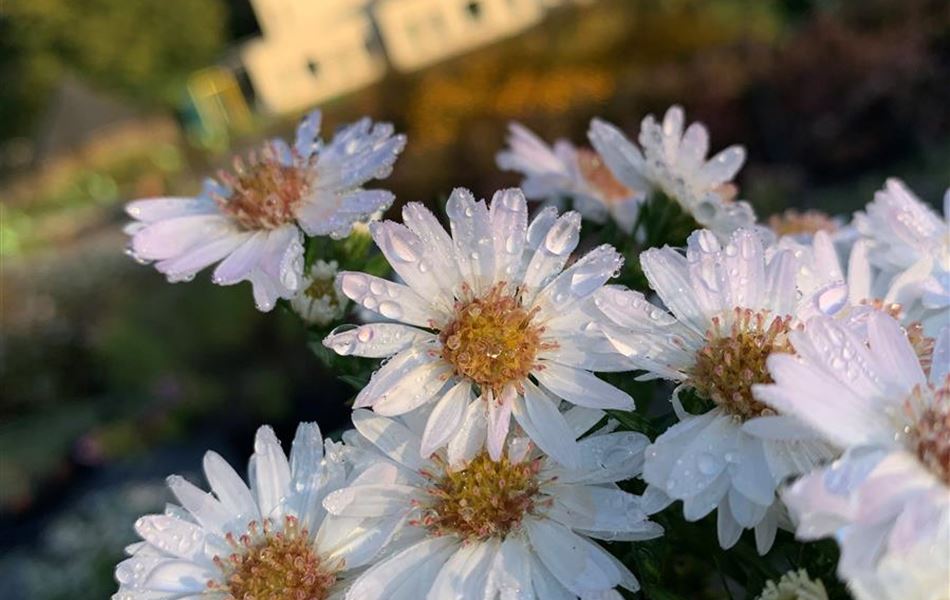 Aster (Dumosus-Gruppe) 'Alpha White' Aster (Dumosus-Gruppe) 'Alpha White'