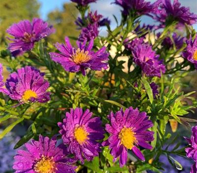 Aster (Dumosus-Gruppe) 'Alpha Dark Purple Space' Aster (Dumosus-Gruppe) 'Alpha Dark Purple Space'