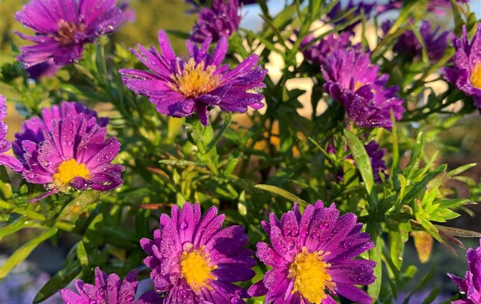 Aster (Dumosus-Gruppe) 'Alpha Dark Purple Space' Aster (Dumosus-Gruppe) 'Alpha Dark Purple Space'