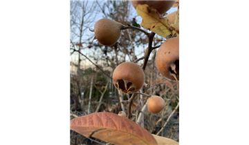 Gartenpflanzen Daepp