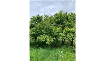 Gartenpflanzen Daepp