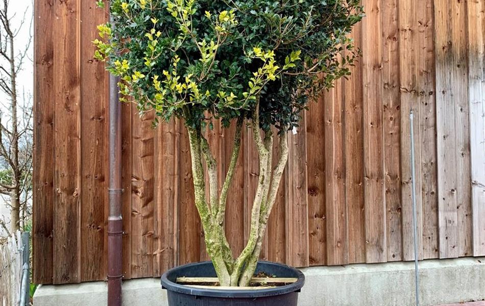 Osmanthus heterophyllus Nr. 189 Osmanthus heterophyllus Nr. 189