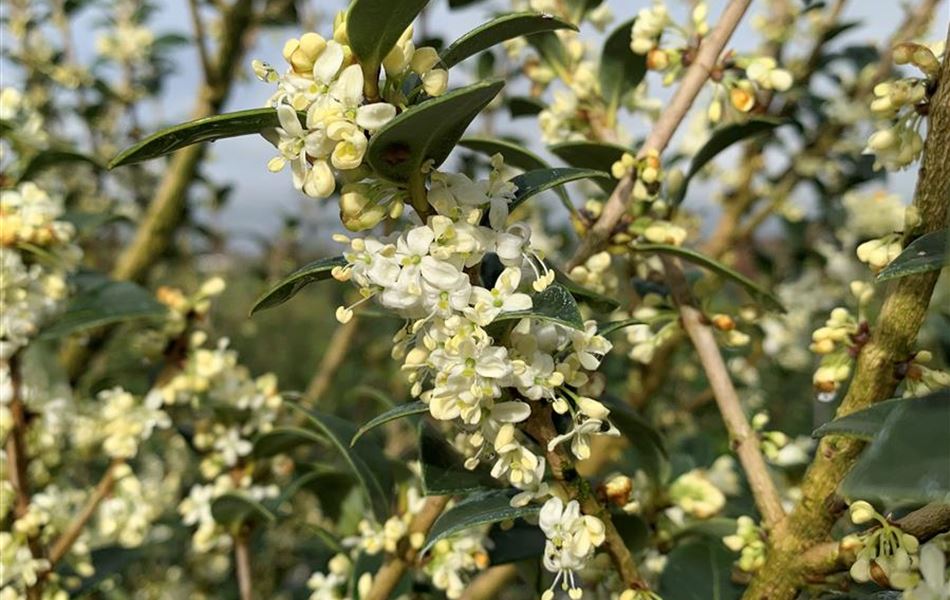 Osmanthus heterophyllus Osmanthus heterophyllus