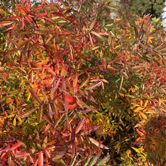 Rosa nitida Rosa nitida