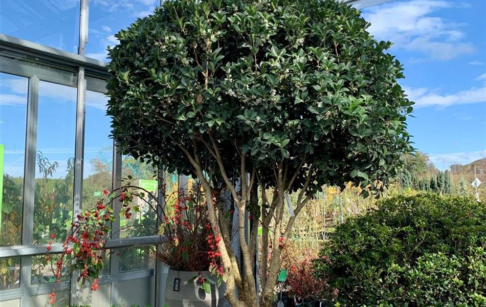 Osmanthus armatus Nr. 337  Osmanthus armatus Nr. 337