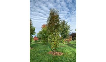 Gartenpflanzen Daepp