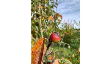 Gartenpflanzen Daepp