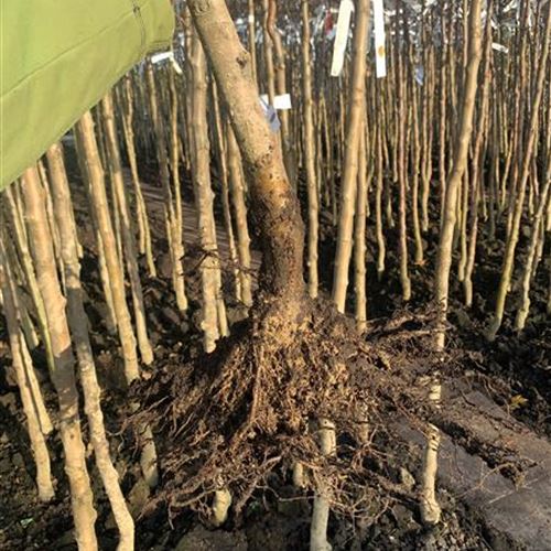 Wurzelballen und Wurzelnacktes Wurzelballen und Wurzelnacktes