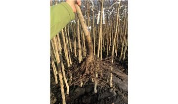 Gartenpflanzen Daepp Gartenpflanzen Daepp