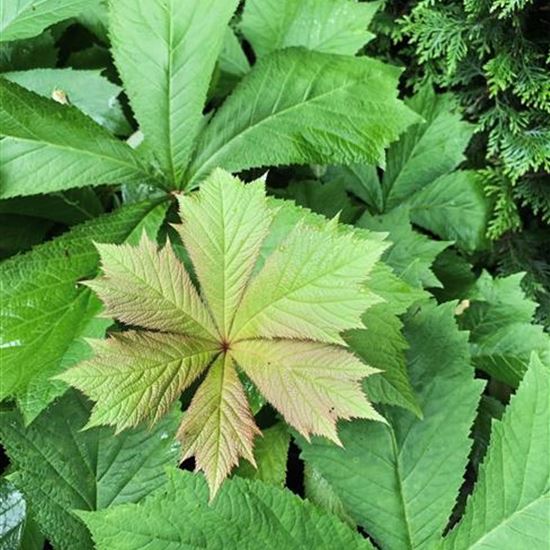 Rodgersia podophylla Rodgersia podophylla