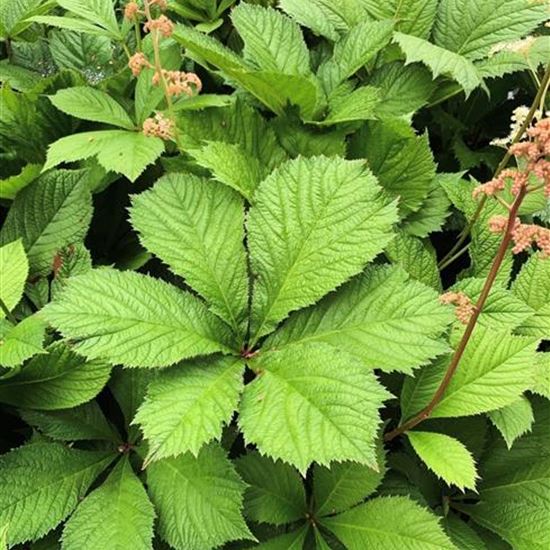 Rodgersia aesculifolia