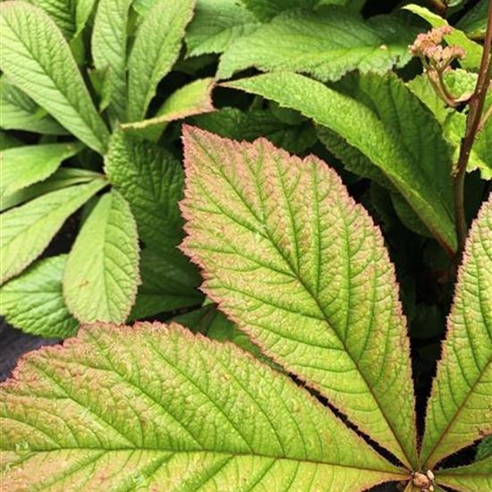 Rodgersia pinnata
