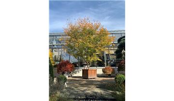 Gartenpflanzen Daepp