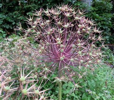 Allium christophii