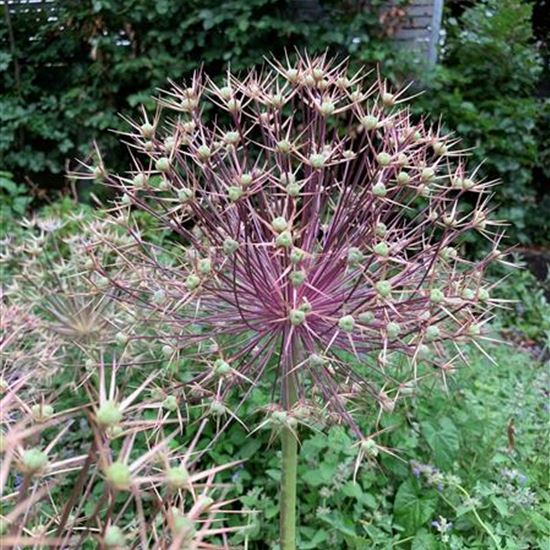 Allium christophii Allium christophii