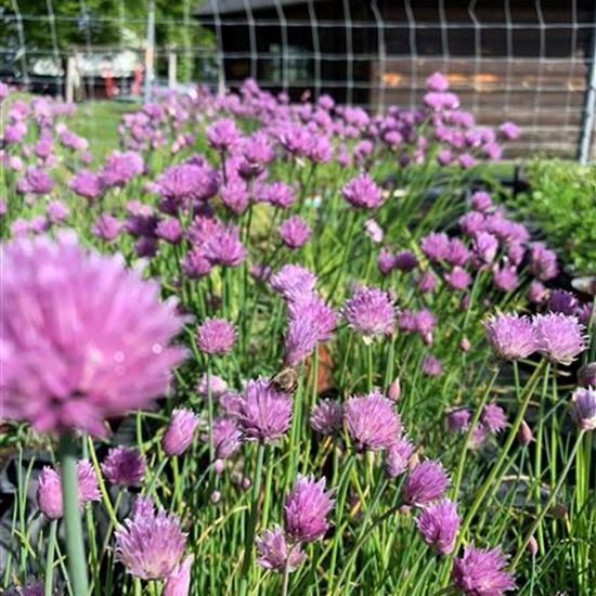 Allium schoenoprasum