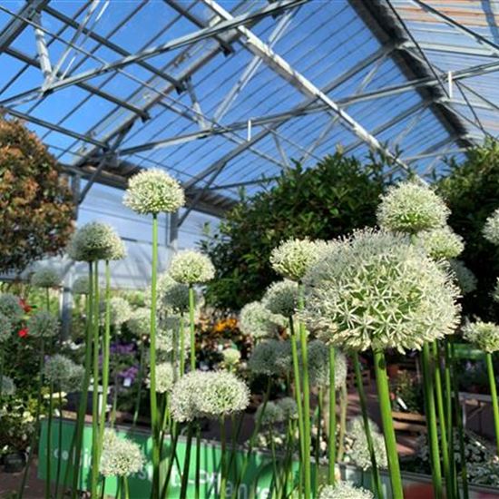 Allium stipitatum 'Mount Everest'