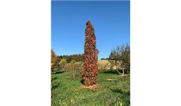 Gartenpflanzen Daepp