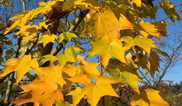 Zum Vergrößern klicken Bildvorschau