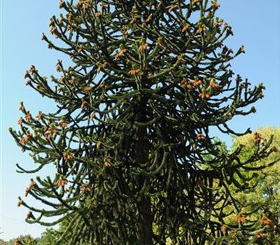 Araucaria araucana