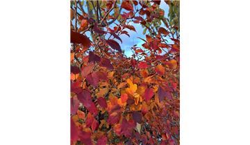 Gartenpflanzen Daepp Gartenpflanzen Daepp