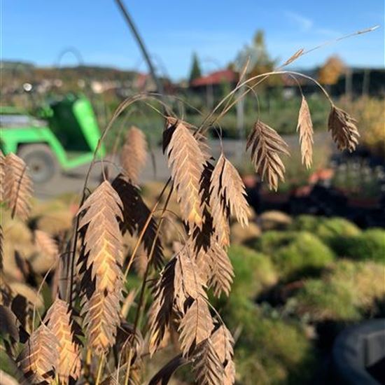 Chasmanthium latifolium Chasmanthium latifolium